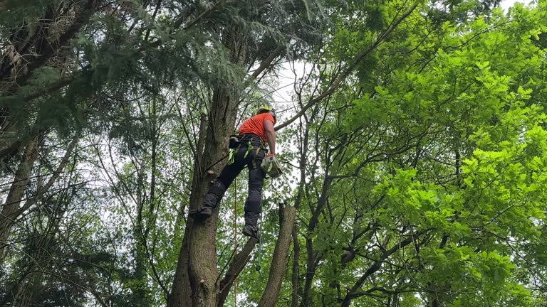 Trusted North Industry, OH Tree Care  Experts